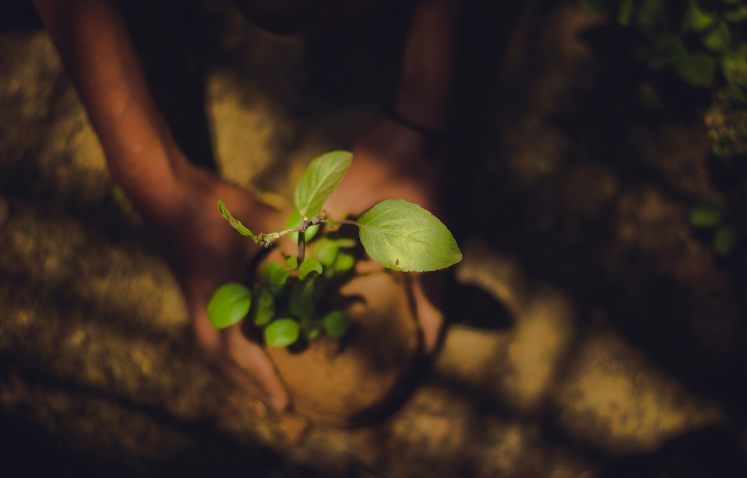Growing Together How Environmental Stewardship Builds Stronger Communities